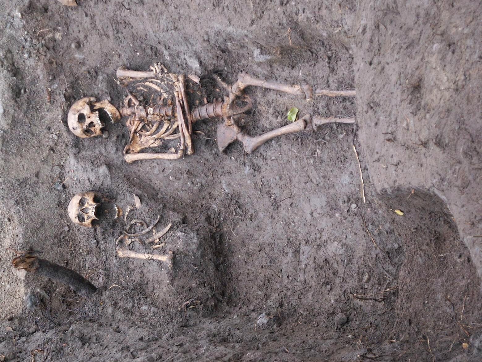 Två skelett, ett stort och ett mindre vid en utgrävning