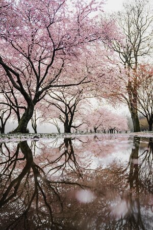 Rosa blommande träd som speglar sig i vatten