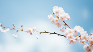 Blue sky and blossoming magnolias.