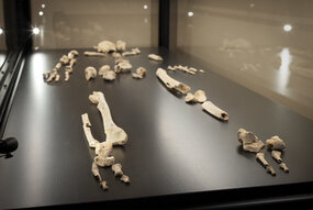 Österödskvinnan -  skelett