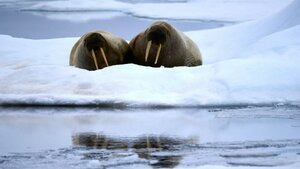 Två valrossar på is
